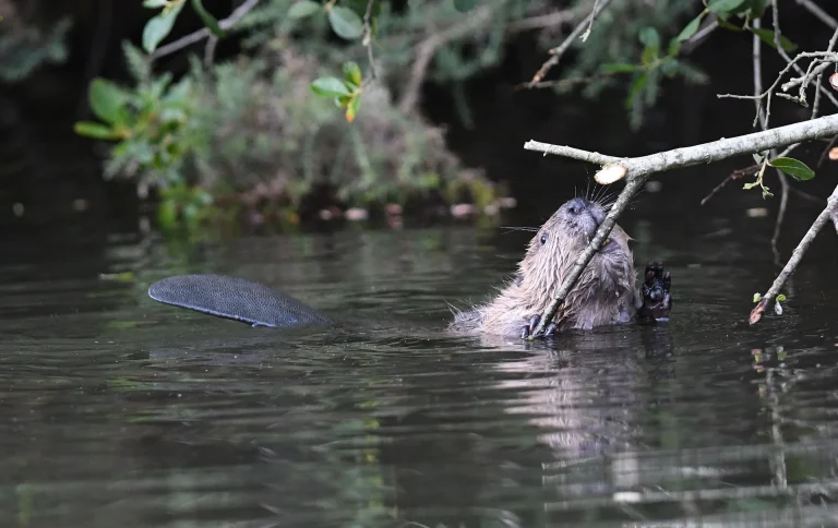 Beavers in Cornwall