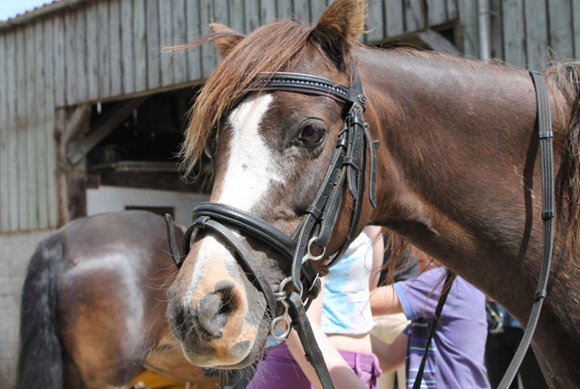 Barguse Riding Centre Horse Rosie